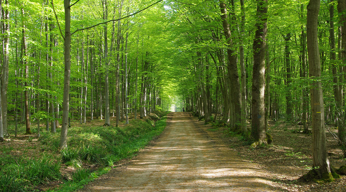 a shaded tree-lined dirt road in a forest